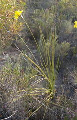 Bobartia macrospatha macrospatha