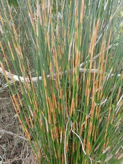 Thamnochortus erectus