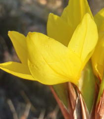 Bobartia macrospatha macrospatha