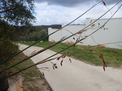 Thamnochortus erectus