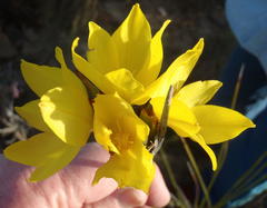 Bobartia macrospatha macrospatha