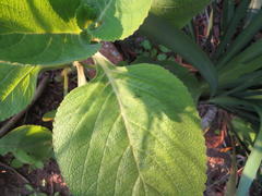 Coleus barbatus grandis