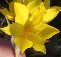 Bobartia macrospatha macrospatha