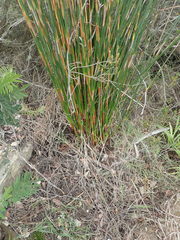 Thamnochortus erectus