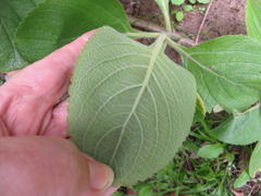 Coleus barbatus grandis