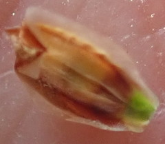 Thamnochortus erectus