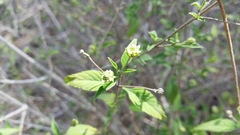 Lantana canescens