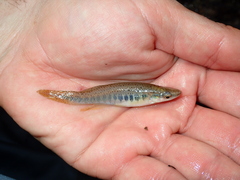 Fundulus olivaceus