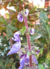 Coleus barbatus grandis