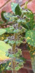 Coleus barbatus grandis