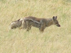 Lupulella adusta adusta