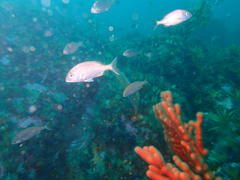 Pterogymnus laniarius