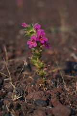 Diplacus cusickioides