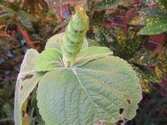 Coleus barbatus grandis