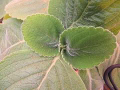 Coleus barbatus grandis