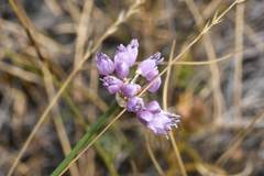 Rhizirideum