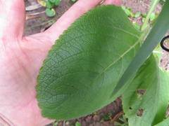 Coleus barbatus grandis
