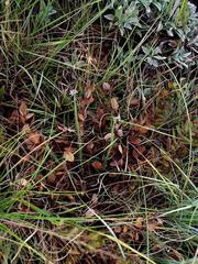 Wahlenbergia huttonii