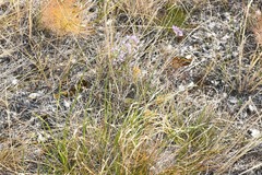 Rhizirideum