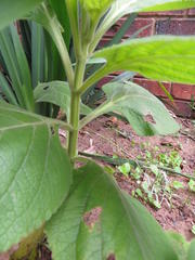 Coleus barbatus grandis