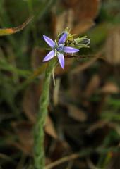 Wahlenbergia huttonii