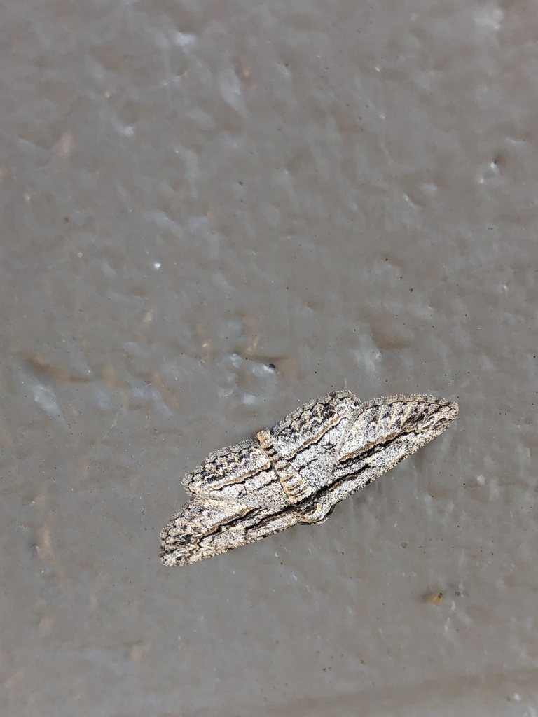 Oblique Looper Moth