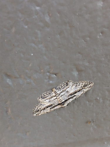 Oblique Looper Moth