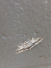 Iridopsis obliquaria