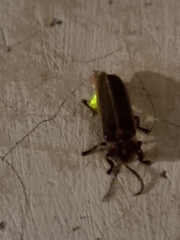 Photinus signaticollis