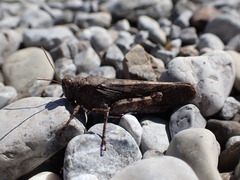 Bryodemella tuberculata