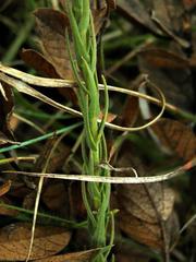 Wahlenbergia huttonii