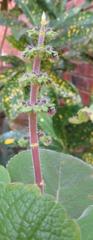 Coleus barbatus grandis