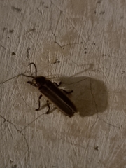 Photinus signaticollis