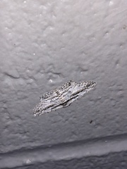 Iridopsis obliquaria