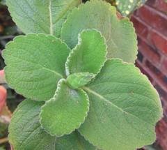 Coleus barbatus grandis