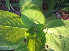 Coleus barbatus grandis