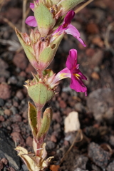 Diplacus cusickioides