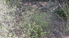 Lantana canescens