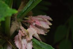 Drymonia parviflora
