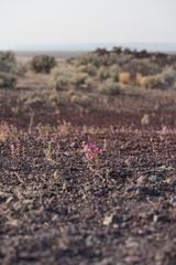 Diplacus cusickioides