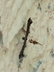 Michaelophorus indentatus