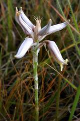 Aloe albida image