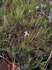 Image of Aloe albida