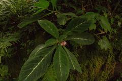 Drymonia parviflora image