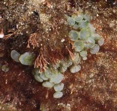 Caulerpa chemnitzia