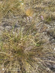 Rhizirideum