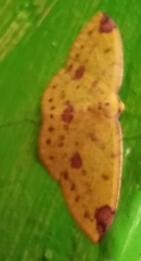 Periclina apricaria