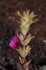 Diplacus cusickioides