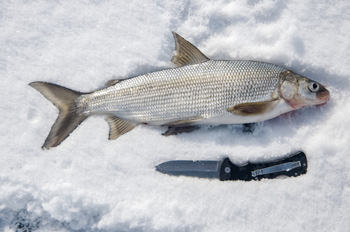 Lake Whitefish