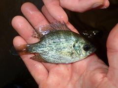 Centrarchus macropterus